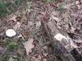 calau-094.jpg