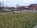 2016-03-23_grossraeschen_011