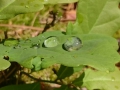 DSC_0350.JPG